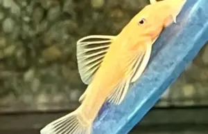 2 Golden Blue Eye Ancistrus 1.5" Pleco Live Fish FAST SHIP Gotta have one!