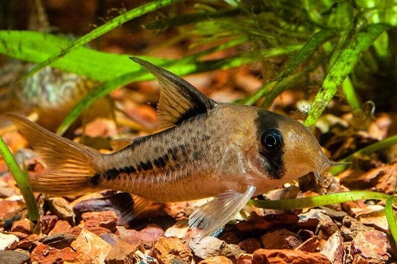 6 Corydora Deckeri 1.5" - 2" - great addition to any community tank! Live Fish