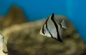 RARE RARE Monodactylus sebae Medium size Live and Healthy Fish Live Fish