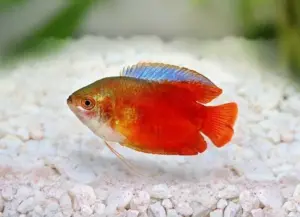 Blood Red Dwarf Gourami Male Fish live Fish Freshwater