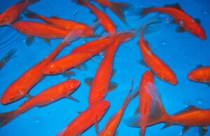 12 Comets Goldfish 2-3" for aquarium or koi pond FAST SHIP
