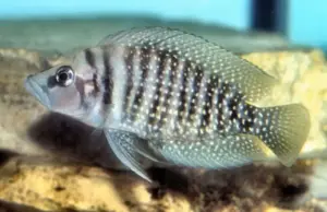 2" Pearly Lamprologus Stunning Live Fish: Unique Tanganyikan Cichlid Species