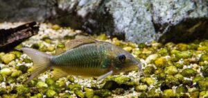 5 Green Emerald Catfish. Peru XL Brochis Splendens! Healthy, Corydora Live Fish