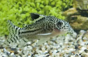6 Pack Corydoras Julii Sm-Med - Beuatiful Cory Catfish Live Fish Awesome Lively