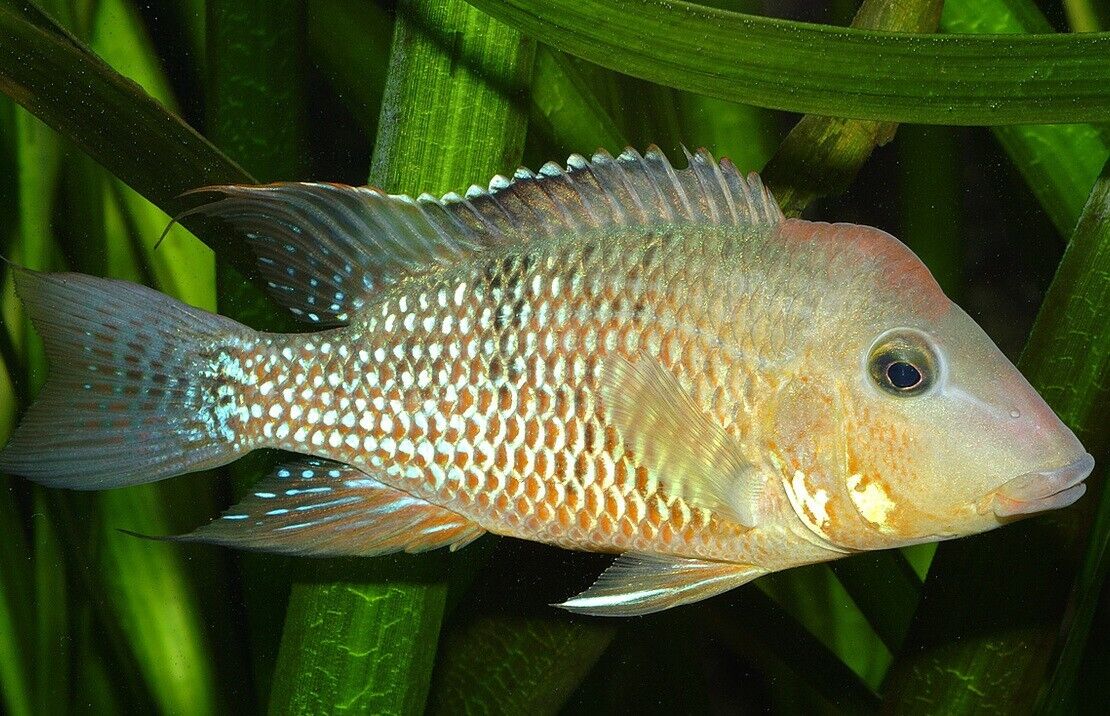 2 Geophagus Red Hump Cichlids 1.5 - 2" - Freshwater Live Fish FAST SHIP