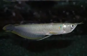 3" Silver Arowana Live Fish Awesome Healthy Live Fish for your Aquarium