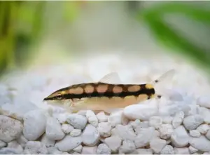 🔗 Dwarf Chain Loach Med. (Ambastaia sidthimunki) – Lively, Social & Excellent Snail-Control Loach