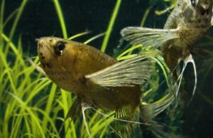 2x Butterfly Fish The Epitome of Elegance! Pantadon Bucholzei Live Fish