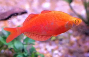 1 PAIR Albino Orange Millineum Rainbow fish Live Fish 3" + Freshwater Aquarium