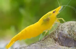 4 Yellow Fire Shrimp Neocardinia Davidi Yellow Live Freshwater Fish fun Addition