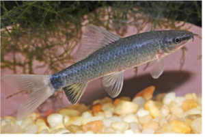 3 Ghost Sharks 1.5" awesome Active and healthy Live Freshwater Live Fish