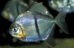 2x Black Barred Myleus Med Unbeatable Price Beautiful Live Fish Healthy Active