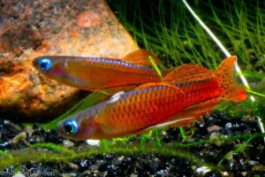 2 PACK Red Neon Blue Eye Males only - Rainbowfish live Fish Pseudomugil Luminatus Aquarium
