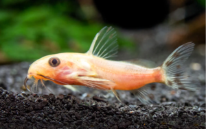 2 Synodontis Nigrita Gold 1.5" Catfish Size Small Graceful Elegance Below! 🌿