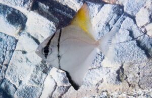 2 RARE Monodactylus Argenteus Live and Healthy Malaysian Angel 2" Live Fish