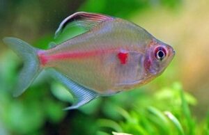 ❤️6 Bleeding Heart Tetra (Hyphessobrycon erythrostigma) – Peaceful, Graceful & Strikingly Colorful