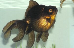 3 Black Moor Goldfish 2-2.5" for aquarium or koi pond FAST SHIP