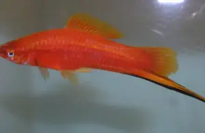 6 Brick Red Swordtail Fish Mixed Colors & Genders Live Healthy Fish