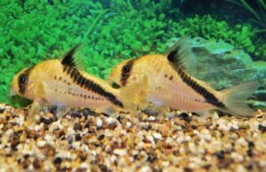 🐟 5 Melini Corydoras False Bandit Cory Med-Lrg - Nano Wonders ! 🌈CRAZY PRICE Live Fish