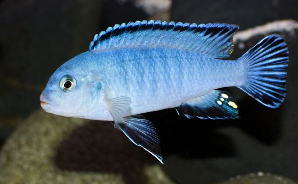 Blue Socolofi Cichlid 3.75" Healthy Malawi Cichlid Live Fish African Cichlid