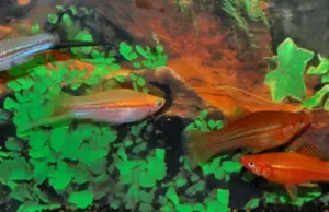 5 FANCY Swordtail Fish Active Healthy Fish Mixed Colors & Genders