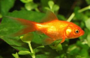 6 Fantail Nymph Goldfish 2-2.5" for aquarium or koi pond FAST SHIP