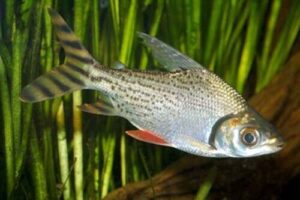 Red Flagtail Prochilodus 3"-4" Strikingly Beautiful Live Fish