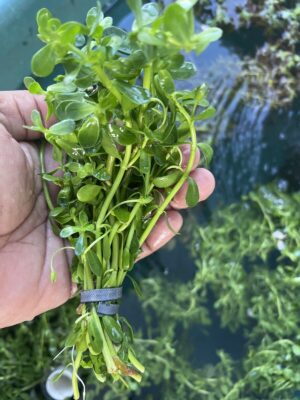 3 FULL BUNCHES Bacopa Monnieri (Moneywort) Live Aquarium Plants FREE SHIPPING