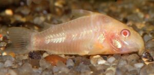 3 Albino Corydoras Paleatus MED- Cory Catfish - Live Fish Awesome Lively