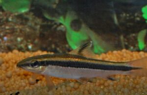 Flying Fox Thai Algae Eaters Live Fish Fresh Water Clean Up crew