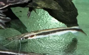 🐟Shovel Nose Catfish - Awesome Predators 🐟 Live Freshwater Fish Sorubim lima