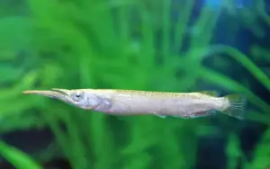 🌟 Albino Halfbeak (Dermogenys pusilla) – Rare Livebearing Surface Dweller