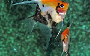 Koi Angel Small-Medium Size Body Healthy Live Angel Fish