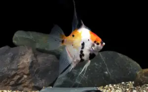 Koi Angel Large Size Body Healthy Live Angel Fish tropical aquarium