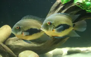 Uaru Cichlid Live Fish 2"-2.5" Uaru Amphiacanthoides Live Fish Aquarium