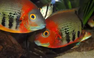 2x Orange Shoulder Severum (Small) RARE Limited quantity