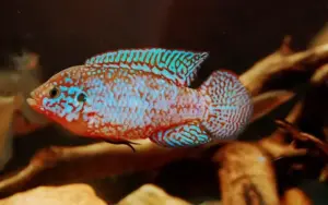 Turquoise Jewel Cichlid 1.5" Live Fish: Unique African Cichlid