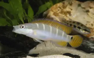 💚 Green Dwarf Pike Cichlid 3" (Crenicichla compressiceps) – Compact, Intelligent & Fiercely Beautiful