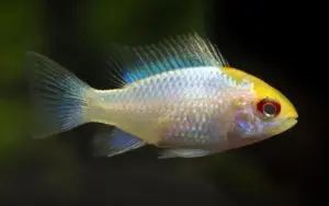 ✨ Golden Head Platinum Ramirezi Cichlid Med- Lrg
