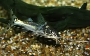 🐟3x Pictus Peru Catfish Wild Caught MED - Awesome Active Swimmers Live Freshwater Fish