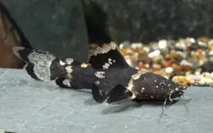 BLACK BUMBLE BEE CATFISH Live Fish Healthy Hard to find