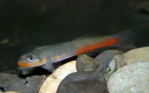 ❤️ Red Lip Goby Med. (Sicyopus rubicundus) – Rare, Colorful & Stream-Dwelling Jewel