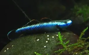 Sumatran Blue Cobalt Goby Small