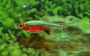 6 Pack Rasbora Neon Blue ( Sundadanio Axelrodi. Var Blue) Awesome find!