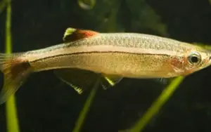 ❄️ 12x White Cloud Danio (Tanichthys albonubes) – Hardy, Peaceful & Great for Beginners