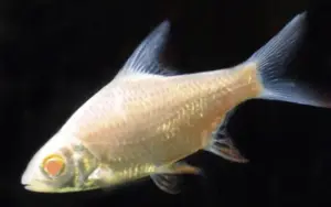 Albino Tinfoil Barb 1.5" - 2" Live Aquarium Fish Community tank