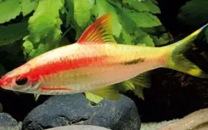 Gold Roseline - Denisonii Barb