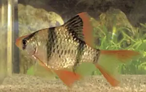 Long Fin TIGER BARB Live Fish Active Healthy Aquarium Fish
