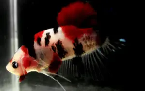 Koi Male Betta - Random Pick -Healthy Active Betta Live Fish for Aquarium