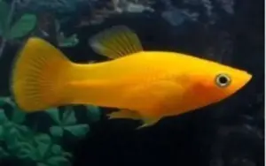 ✨ 5 Saffron Molly - Awesome Healthy Lively ! 🌿 Live Fish